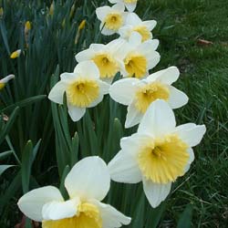 Narciso de trombeta 'Ice Follies'